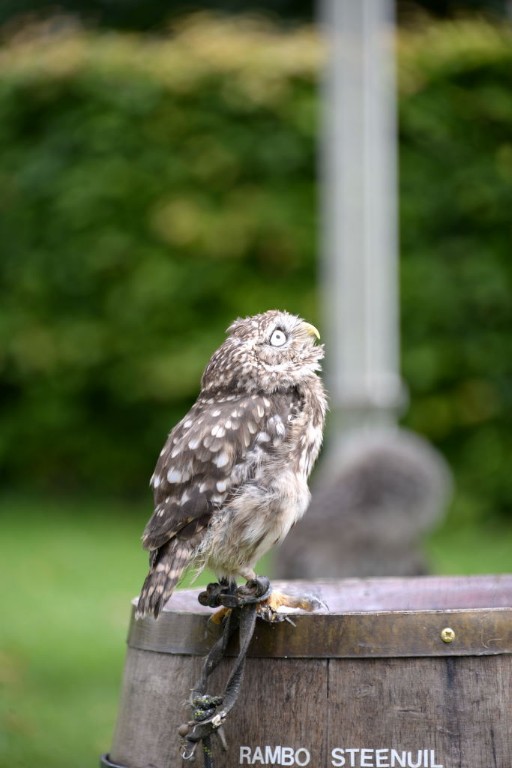 ../Images/Castlefest 2017 zondag 042.jpg